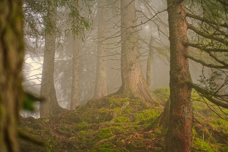 Forest Walking
